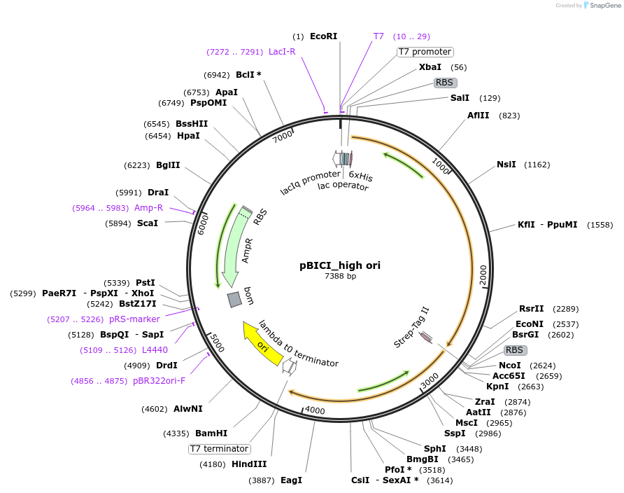 179273-plasmid-map-sequence-id-358714