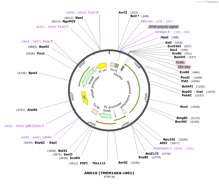 110267-plasmid-map-sequence-id-358733