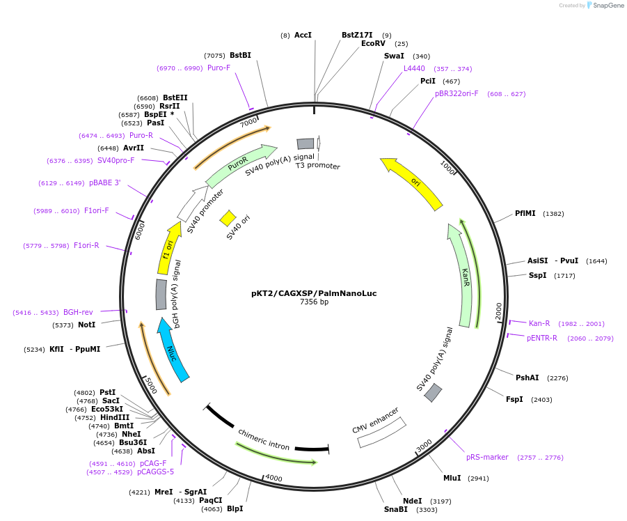 182969-plasmid-map-sequence-id-358739