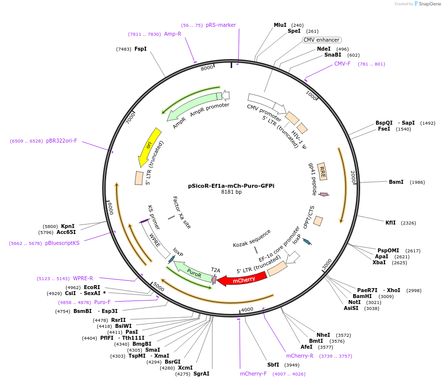 31848-plasmid-map-sequence-id-35877