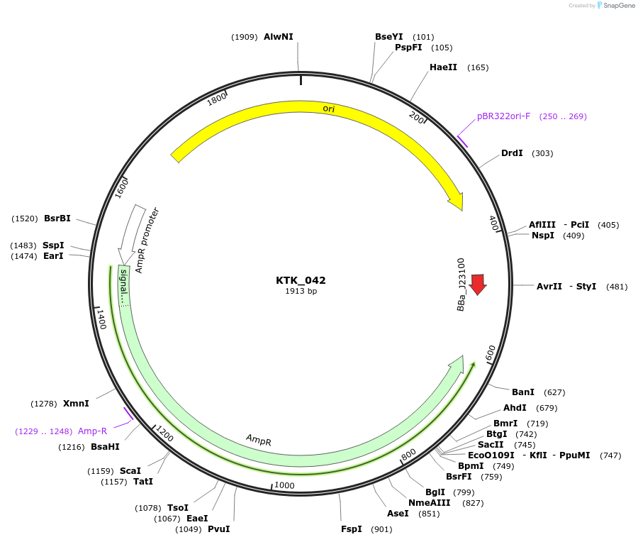 180530-plasmid-map-sequence-id-358820