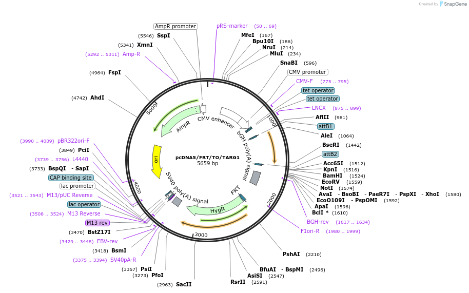 172580-plasmid-map-sequence-id-358827