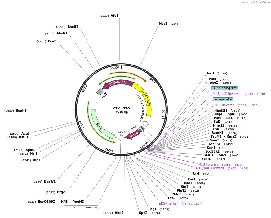 180523-plasmid-map-sequence-id-358828