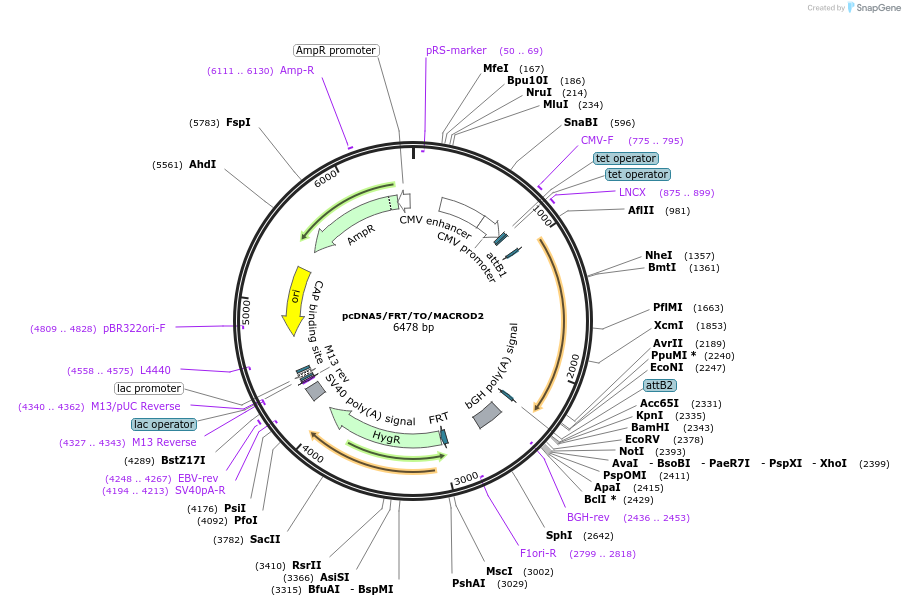 172579-plasmid-map-sequence-id-358829