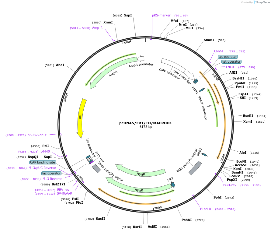 172578-plasmid-map-sequence-id-358830