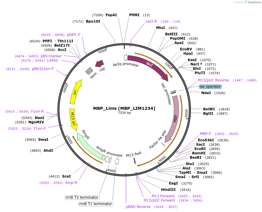 182042-plasmid-map-sequence-id-358842