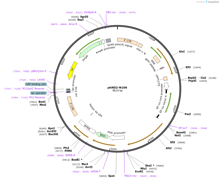 31780-plasmid-map-sequence-id-35885