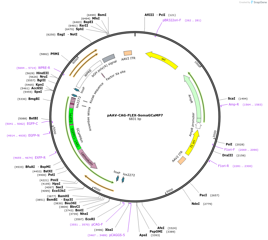 182942-plasmid-map-sequence-id-358855