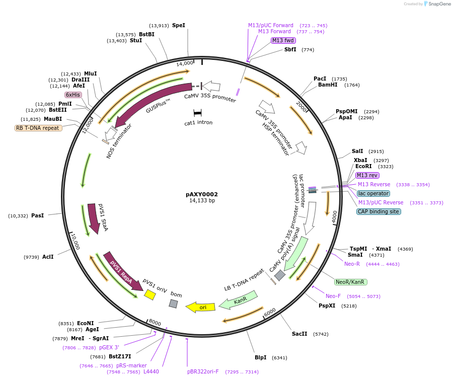 179835-plasmid-map-sequence-id-358948