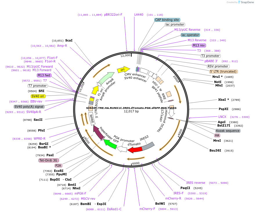 181978-plasmid-map-sequence-id-358968