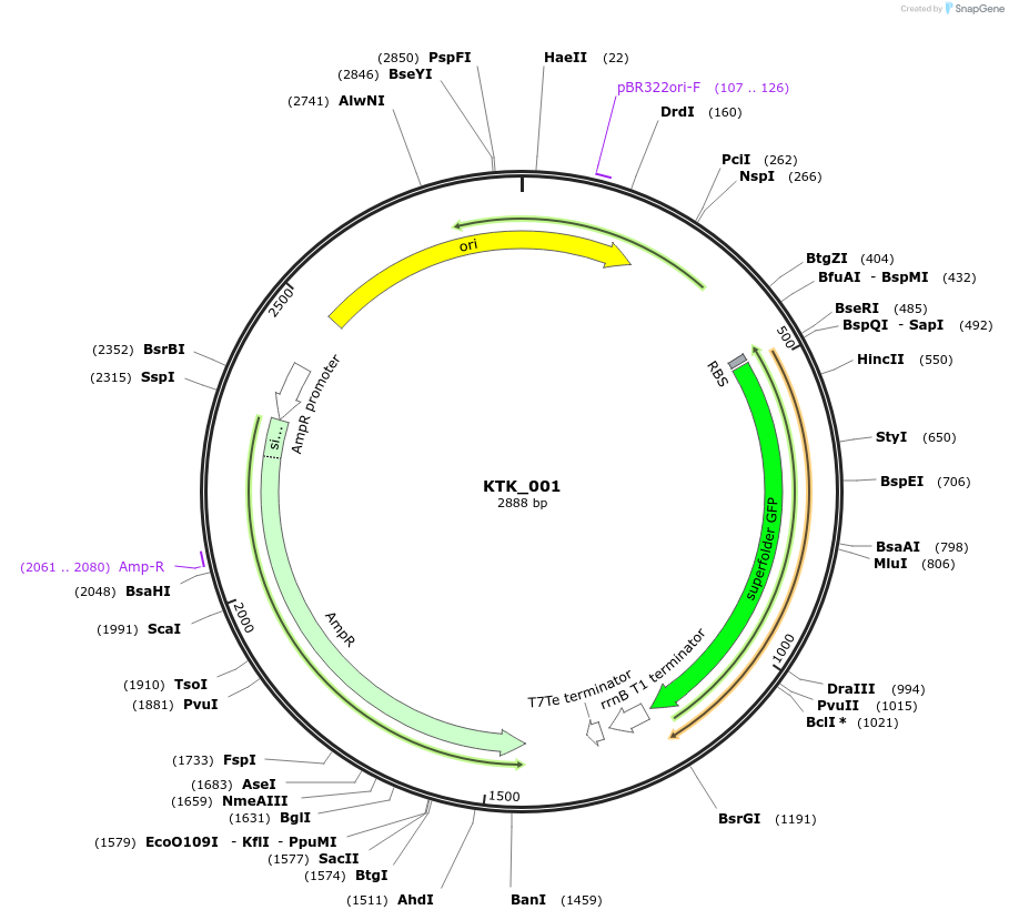 180517-plasmid-map-sequence-id-358969