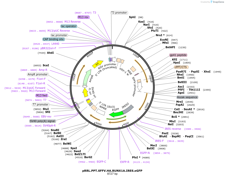 181979-plasmid-map-sequence-id-358973
