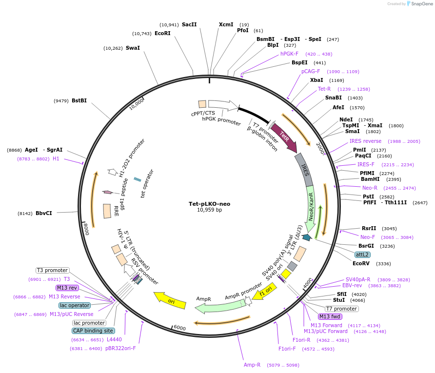 21916-plasmid-map-sequence-id-358974