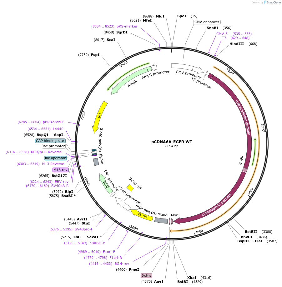 42665-plasmid-map-sequence-id-359388