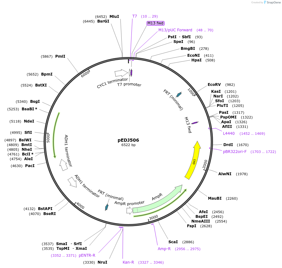 177274-plasmid-map-sequence-id-359391