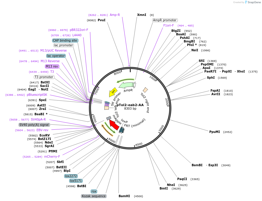 182153-plasmid-map-sequence-id-359394