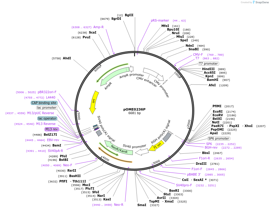 182598-plasmid-map-sequence-id-359420