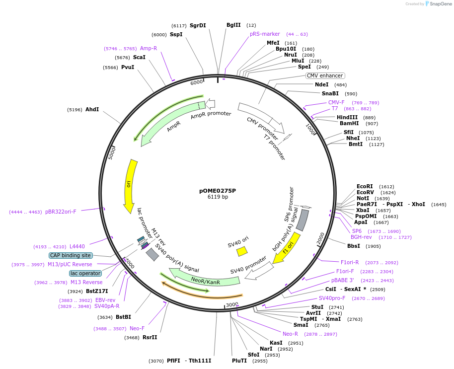 182613-plasmid-map-sequence-id-359425