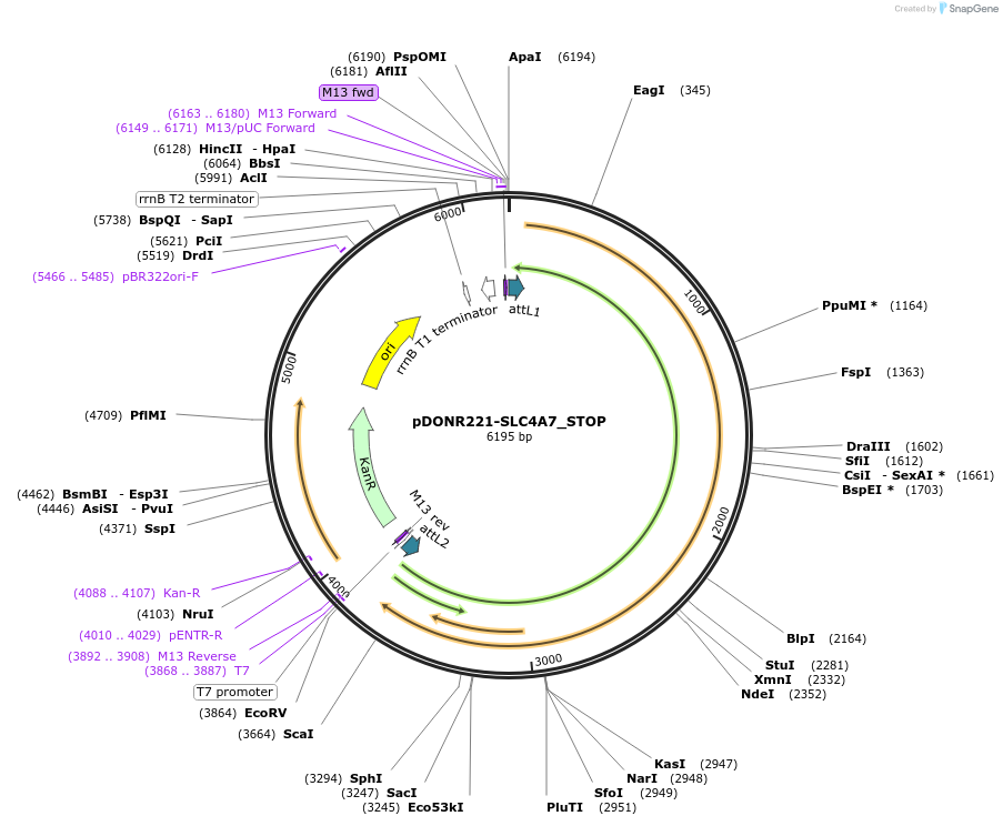 161370-plasmid-map-sequence-id-359435