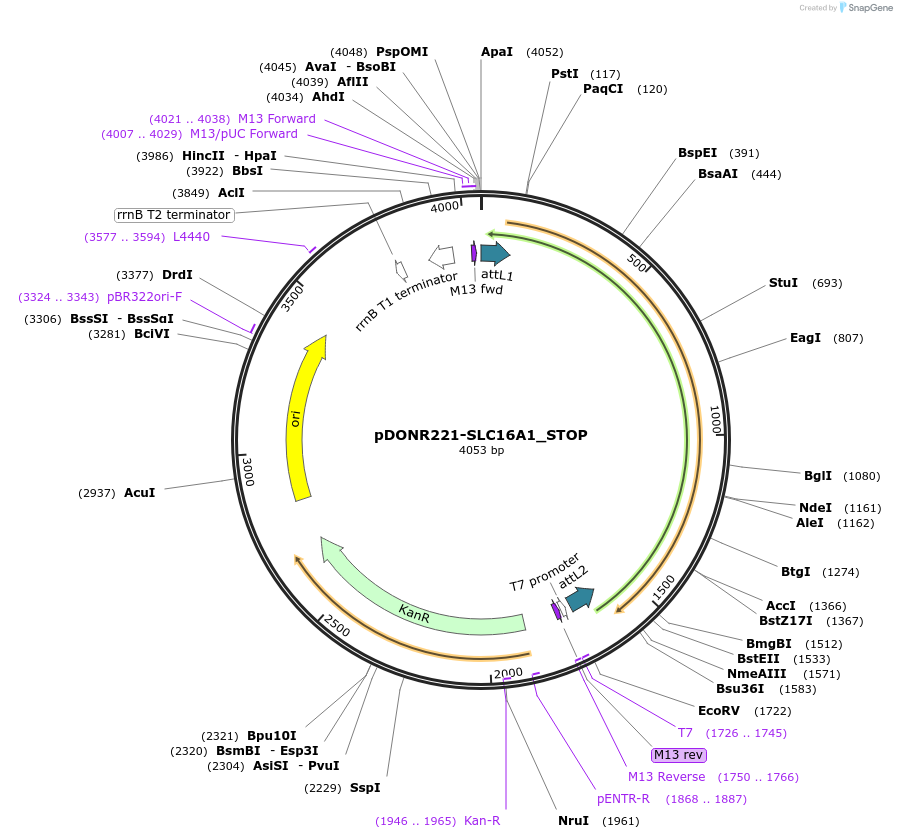 161100-plasmid-map-sequence-id-359436