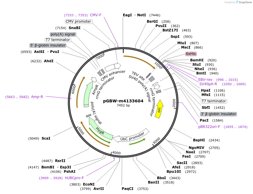 152906-plasmid-map-sequence-id-359439