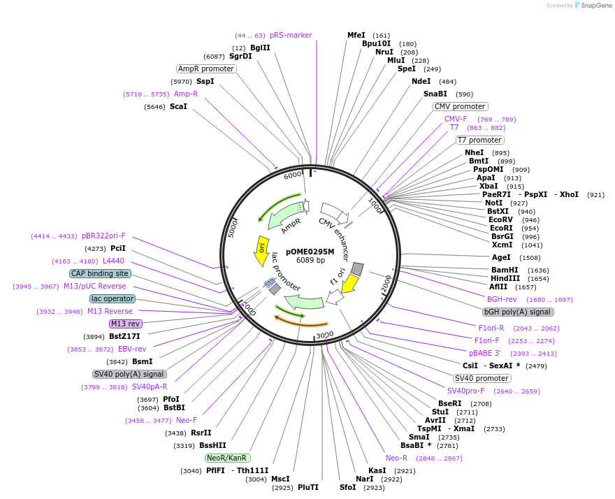182624-plasmid-map-sequence-id-359440