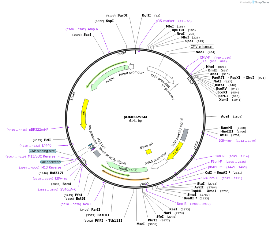 182625-plasmid-map-sequence-id-359444
