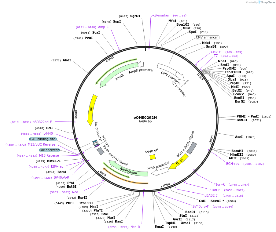 182621-plasmid-map-sequence-id-359446