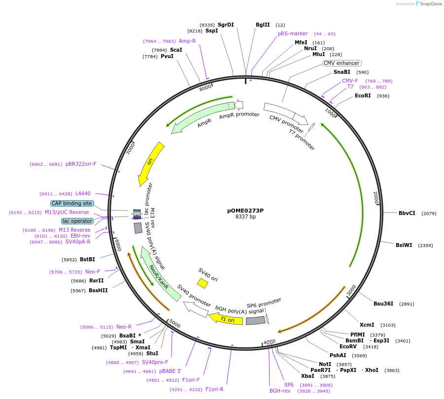 182611-plasmid-map-sequence-id-359448
