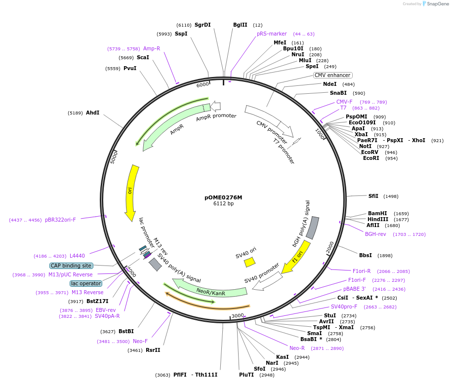 182614-plasmid-map-sequence-id-359450
