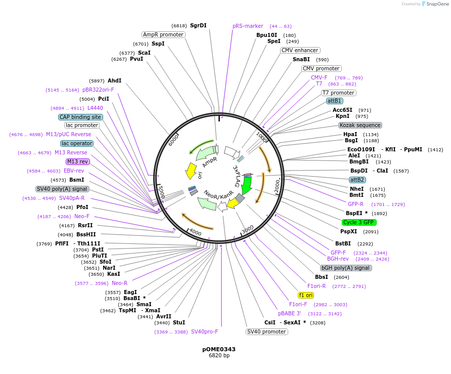 182632-plasmid-map-sequence-id-359453