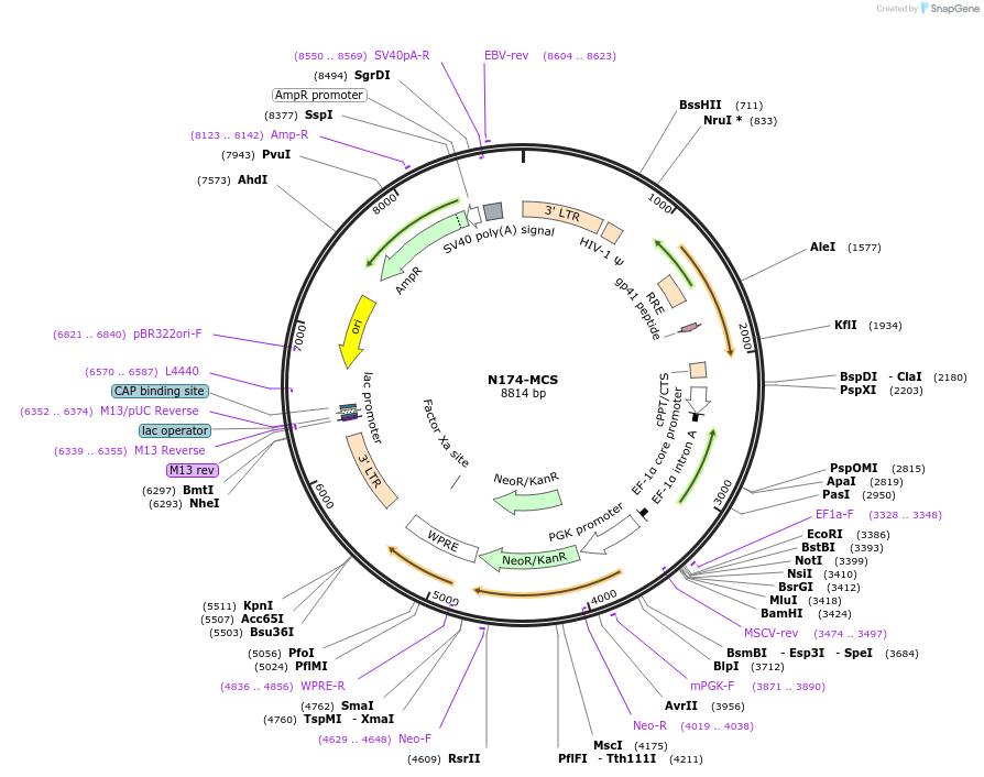 81061-plasmid-map-sequence-id-359456