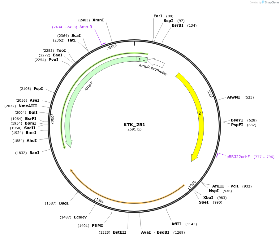 180546-plasmid-map-sequence-id-359474