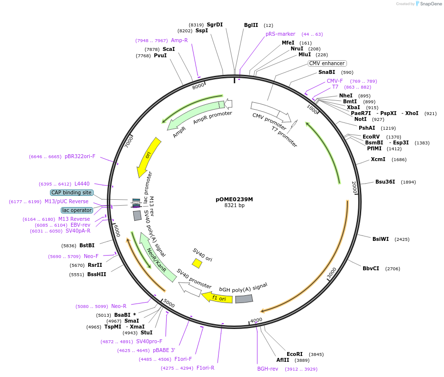 182601-plasmid-map-sequence-id-359481