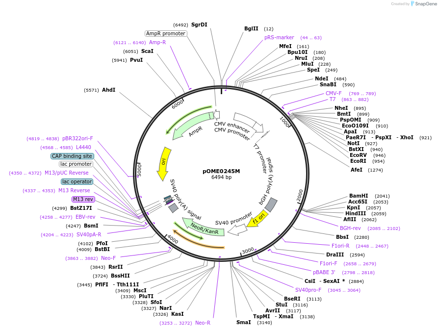 182607-plasmid-map-sequence-id-359482