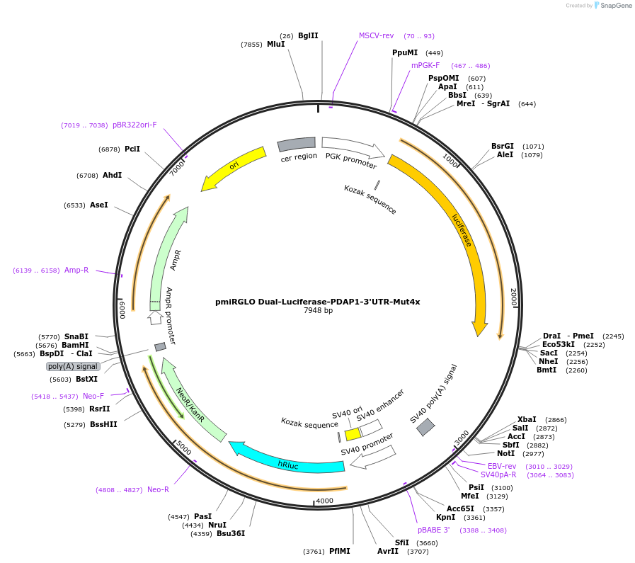 182256-plasmid-map-sequence-id-359483