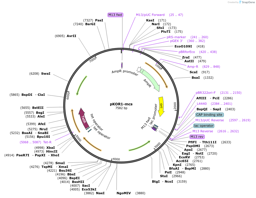 181755-plasmid-map-sequence-id-359505