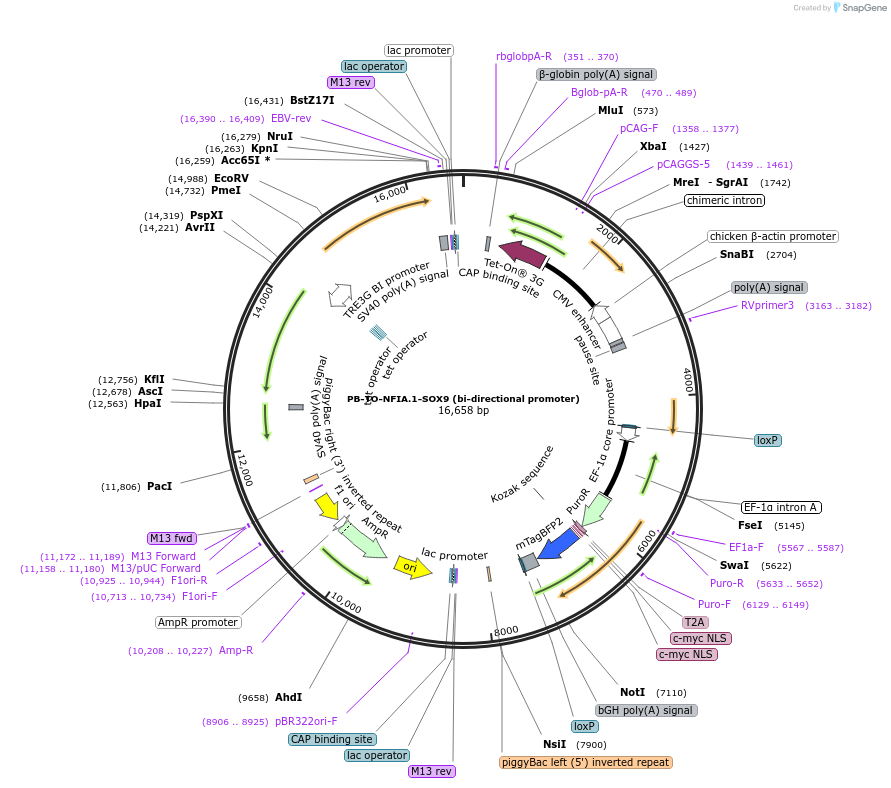 182306-plasmid-map-sequence-id-359516