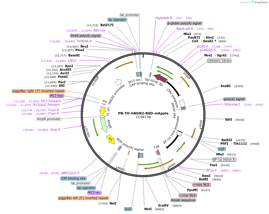 182308-plasmid-map-sequence-id-359524