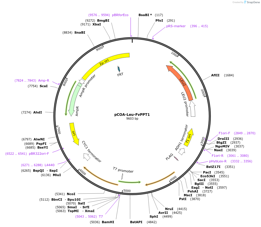 179923-plasmid-map-sequence-id-359550