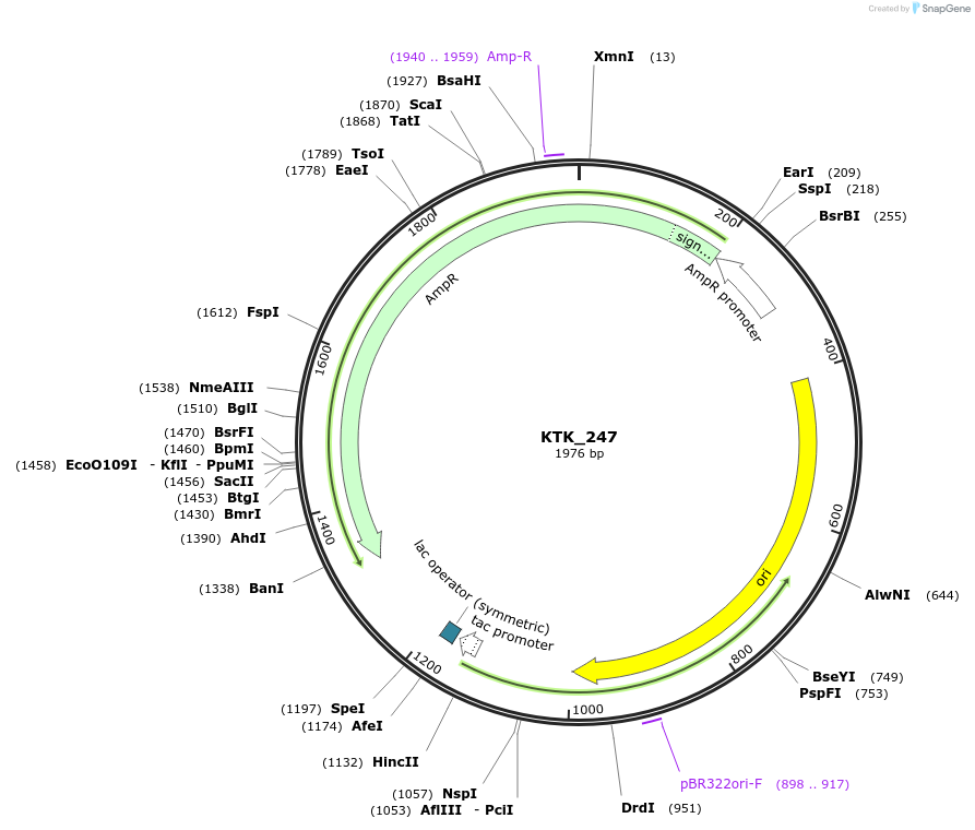 180529-plasmid-map-sequence-id-359551