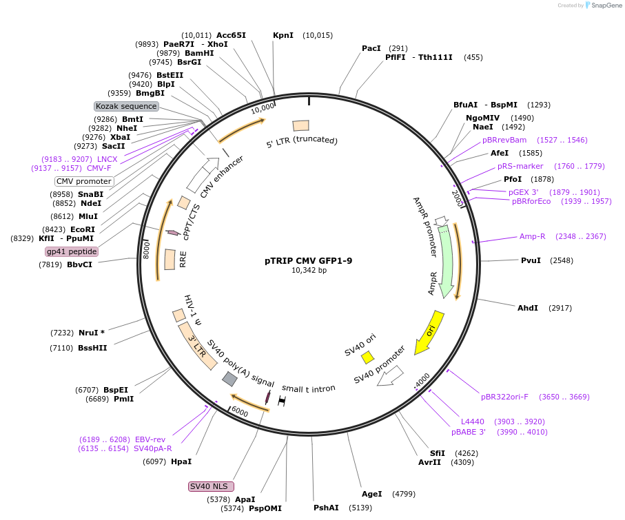 130271-plasmid-map-sequence-id-359555