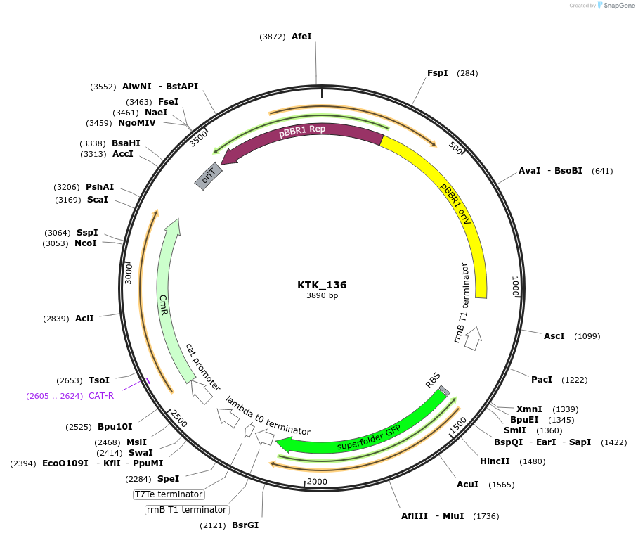 180520-plasmid-map-sequence-id-359557