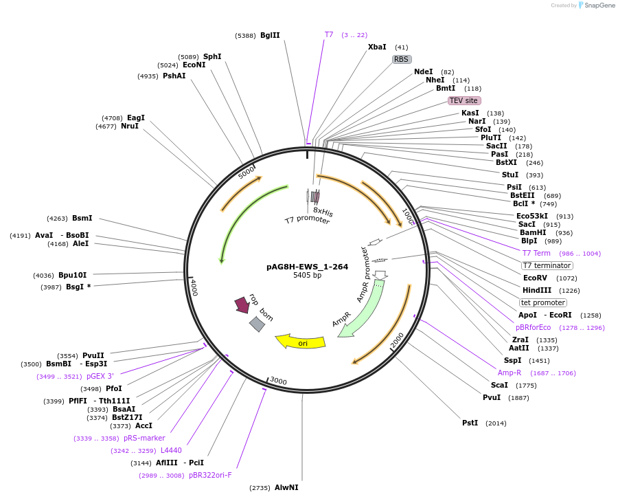 180467-plasmid-map-sequence-id-359561