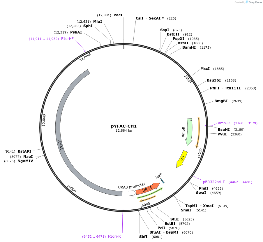 168977-plasmid-map-sequence-id-359562