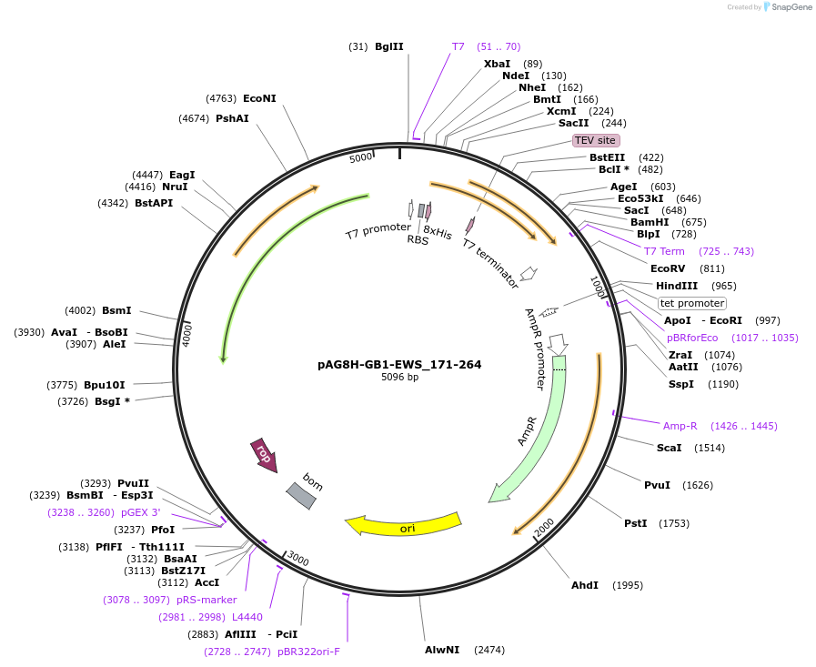 180466-plasmid-map-sequence-id-359564
