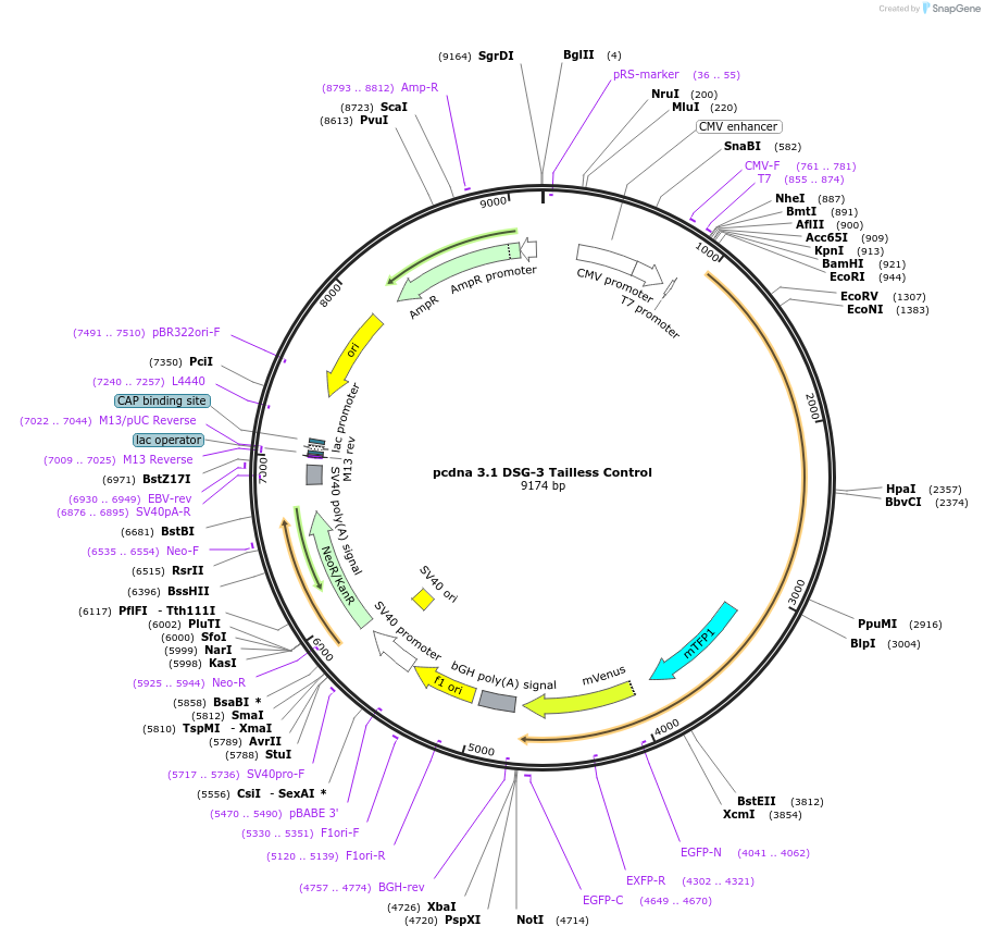 182718-plasmid-map-sequence-id-359566