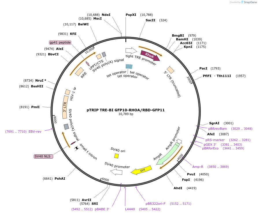182232-plasmid-map-sequence-id-359581