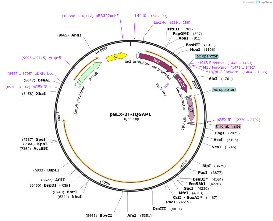 30107-plasmid-map-sequence-id-359587