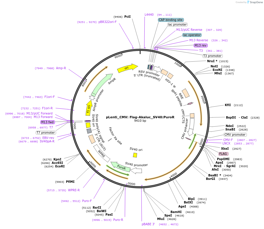 183048-plasmid-map-sequence-id-359591